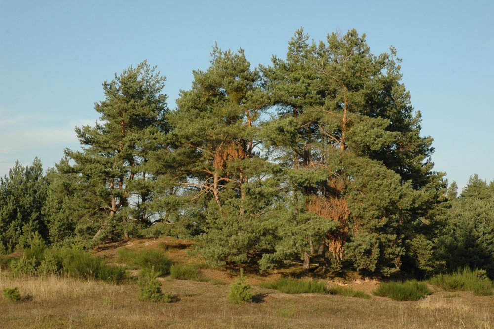 Waldökosysteme und Klimadynamik – Ein Erklärvideo aus der Reihe&nbsp;FAU4you