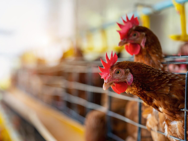 #SEPUP-Ansatz | Welche Tiere zählen? Fleischfreier Tag in der&nbsp;Mensa?