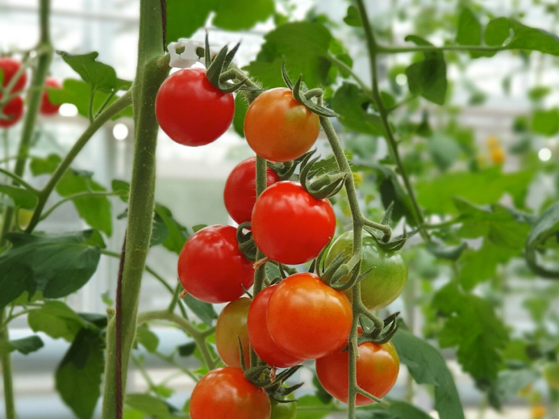 #SEPUP-Ansatz | Tomaten im Winter – woher&nbsp;nehmen?